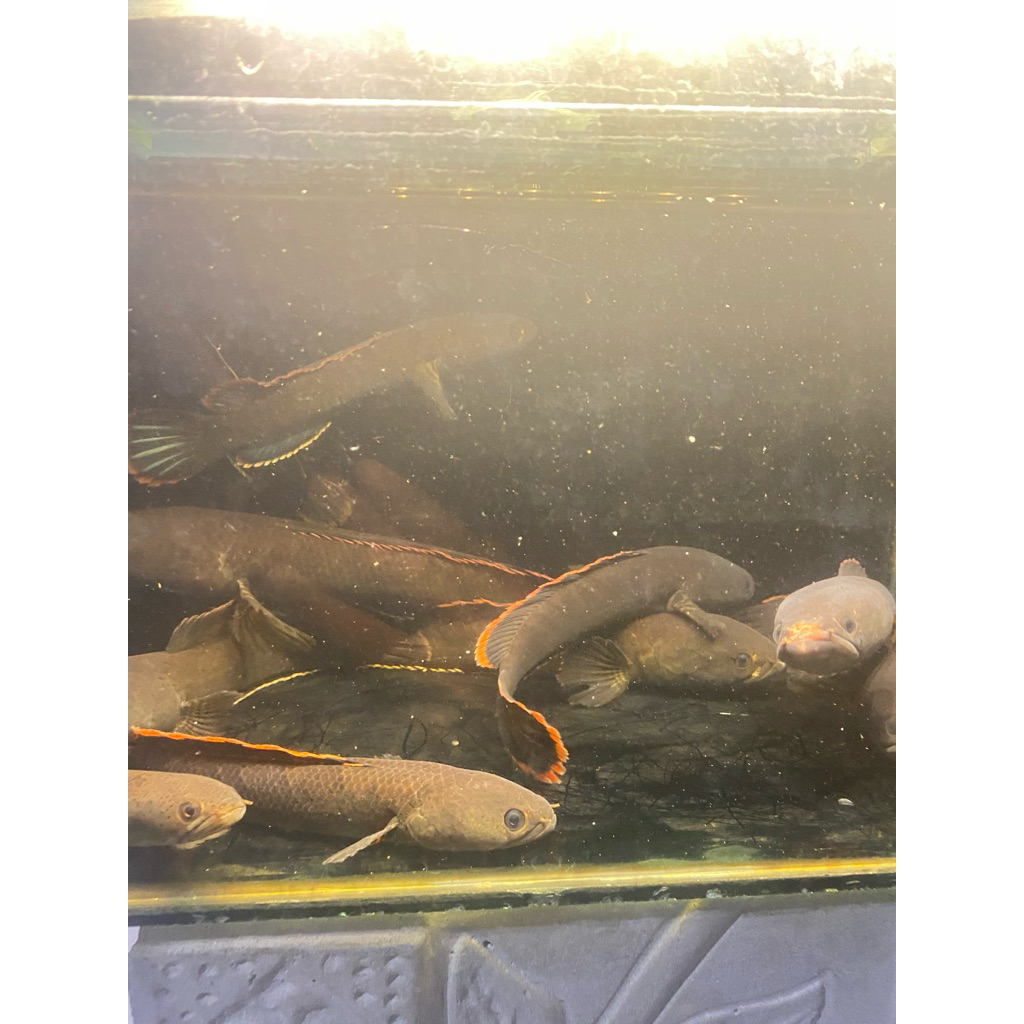Limbata Channa dengan Rim Tebal dan Ganas