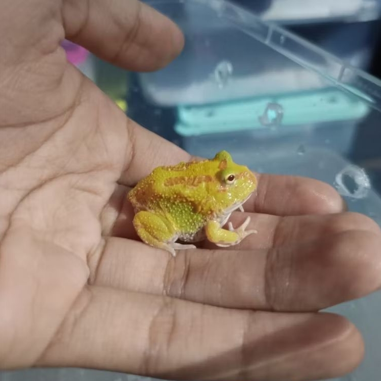 Pacman Frog Albino