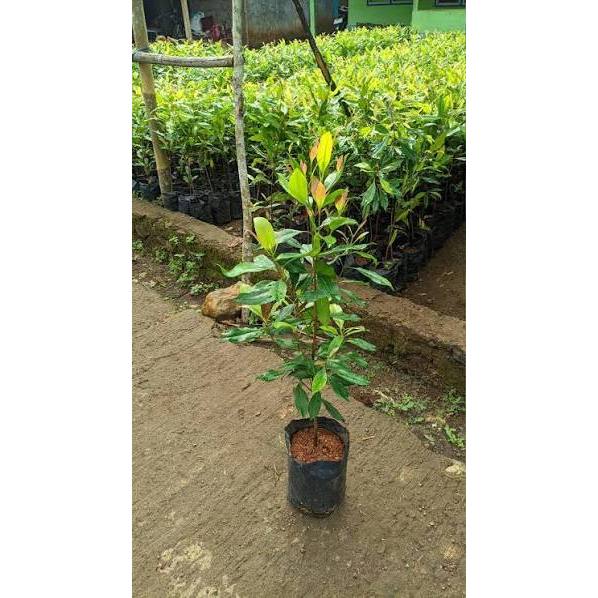 Bibit Cengkeh Zanzibar Super Unggul Siap Tanam / Tanaman Pohon Cengkeh Sansibar Asli Genjah Cepat Be