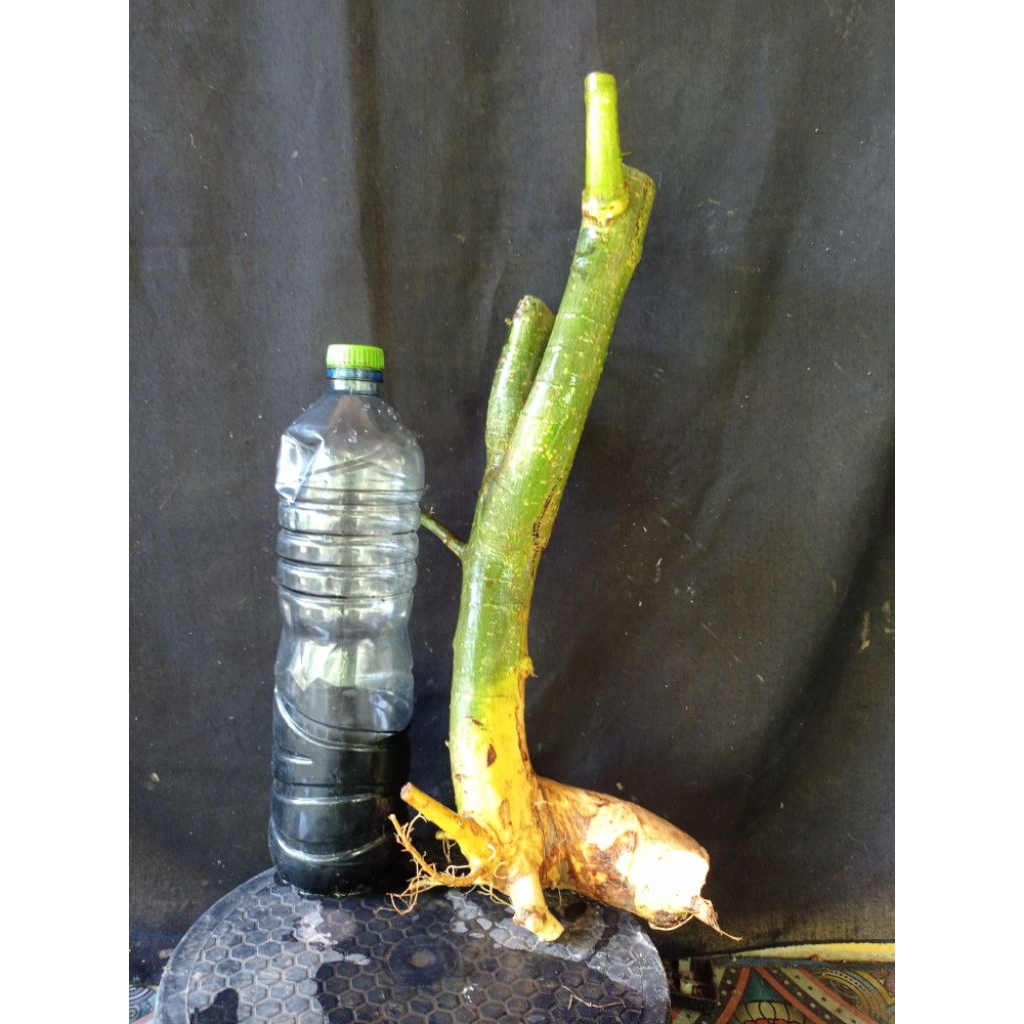 bahan bonsai serut pormal dan bunjin besar