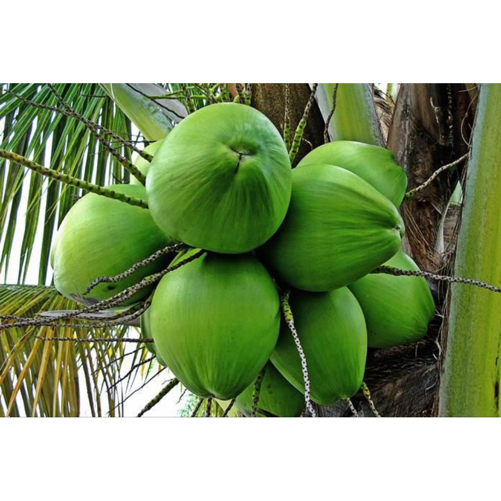 Bibit kelapa hibrida jumbo super genjah, cepat berbuah