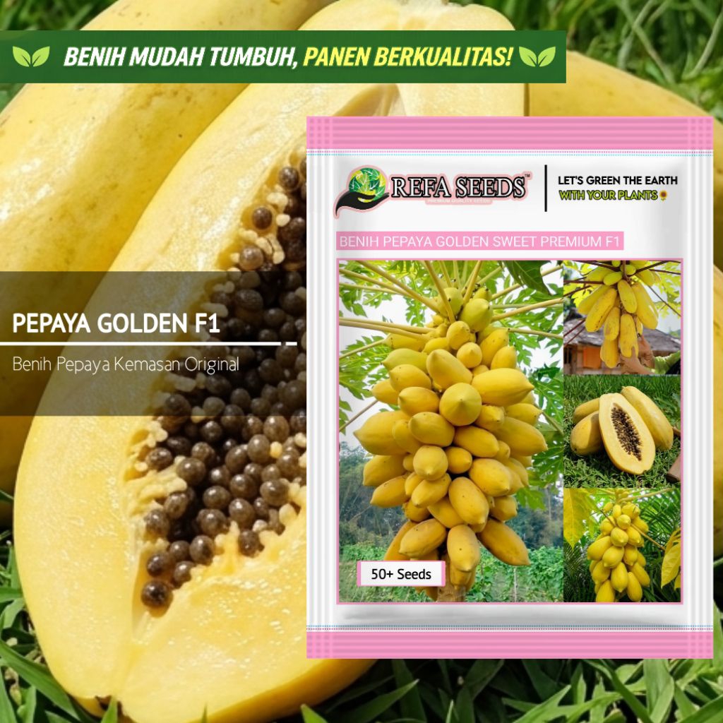 1 Pak 100 Biji Benih Pepaya Sweet Golden F1 Kemasan Original | Pepaya Golden | Panen Berkualitas