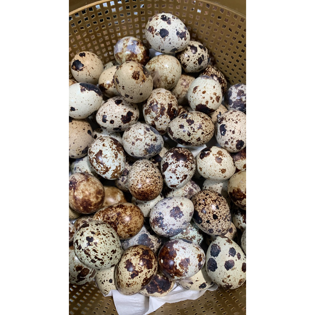 telur puyuh mateng