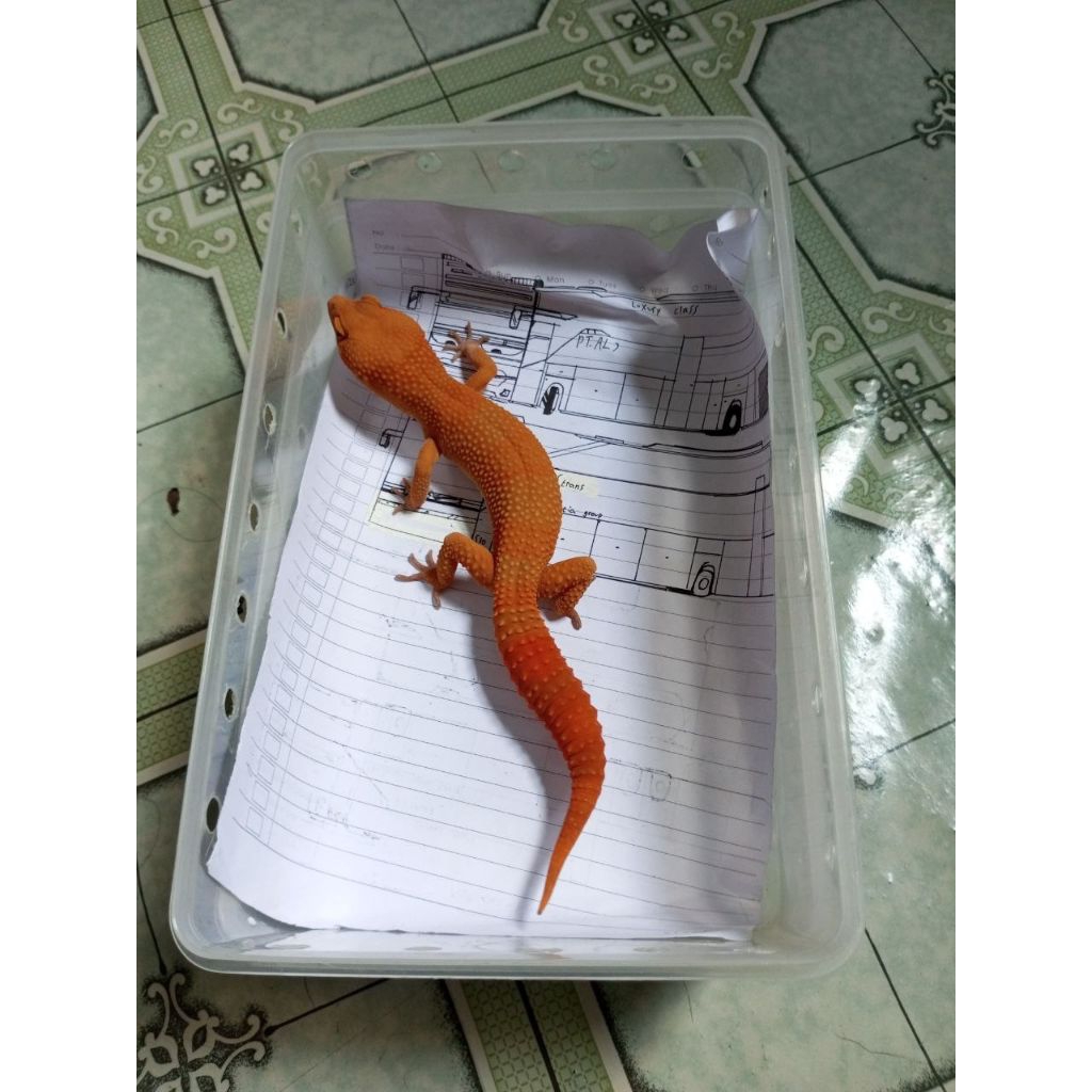 Mainan Gecko Sunglow Full Ct M