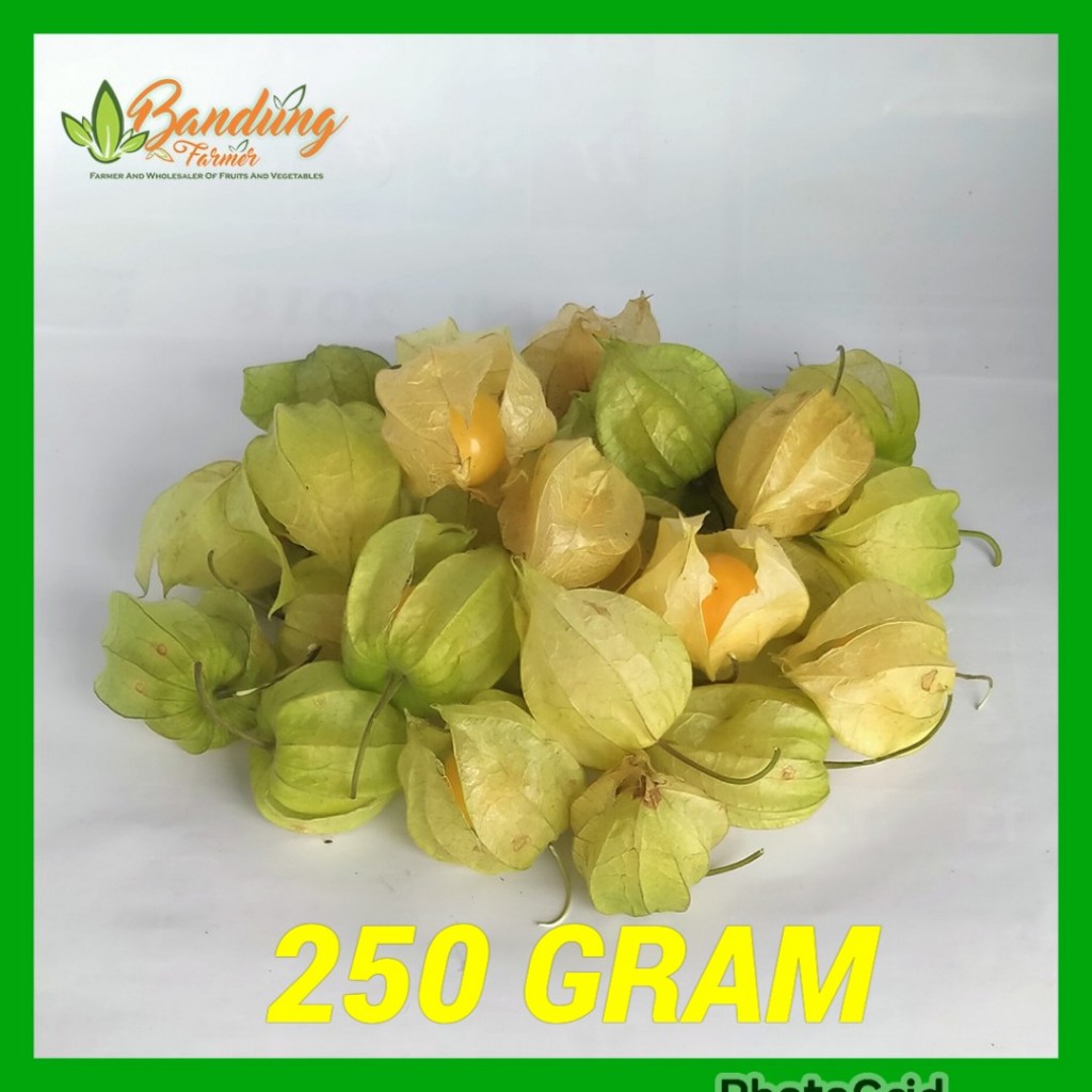 Buah Ciplukan 250 Gram - Antioksidan Tinggi, Kaya Vitamin, Rasanya Manis Asam