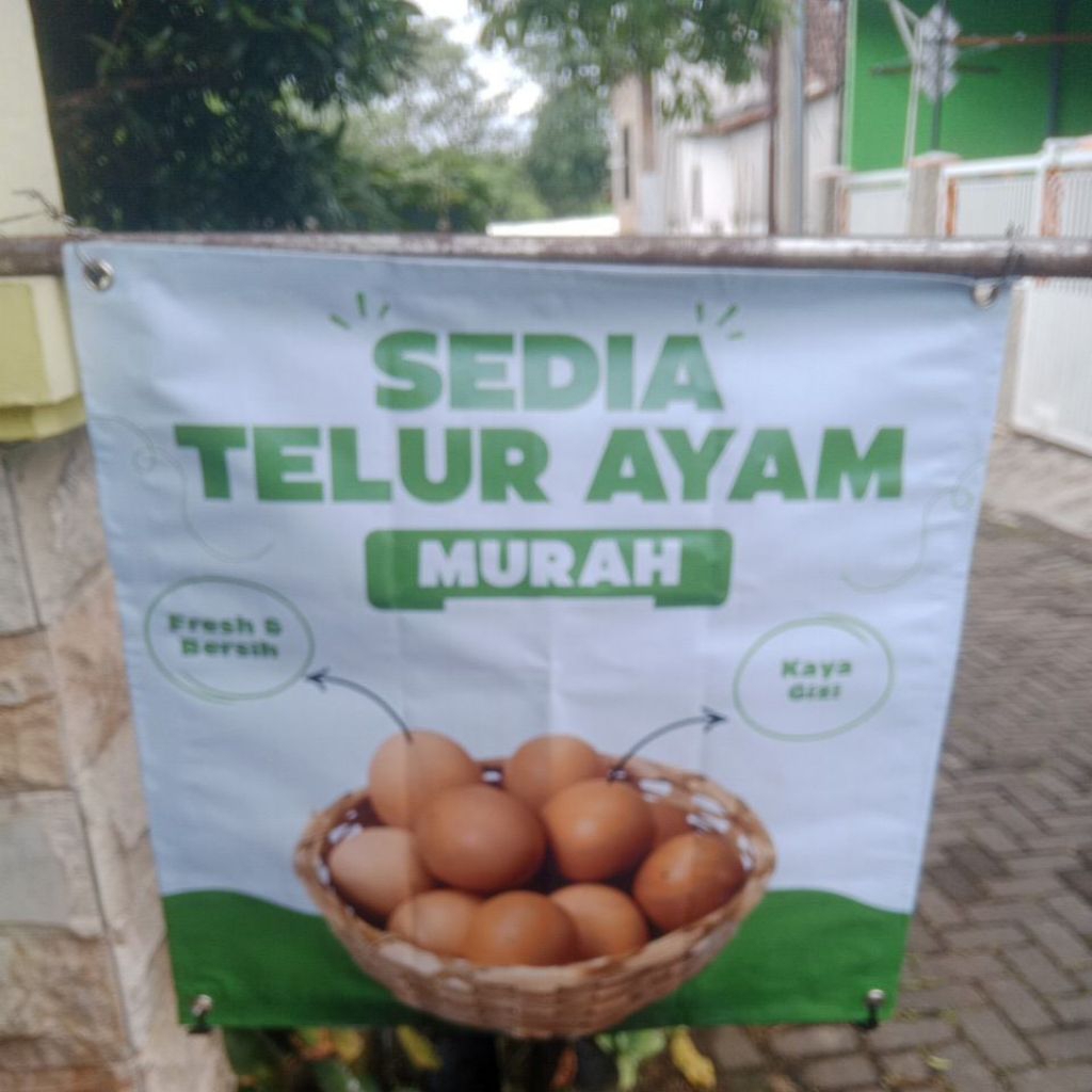 Agen telur murah 3 putri