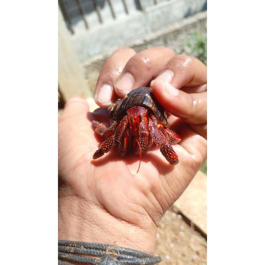 hiasan meja kelomang dack perlatus ukuran 7cm