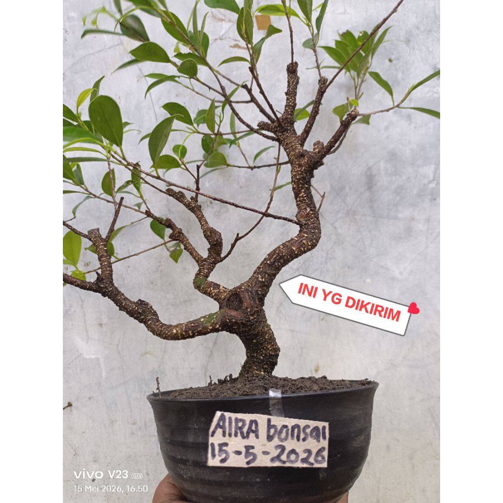 bahan bonsai kimeng prospek