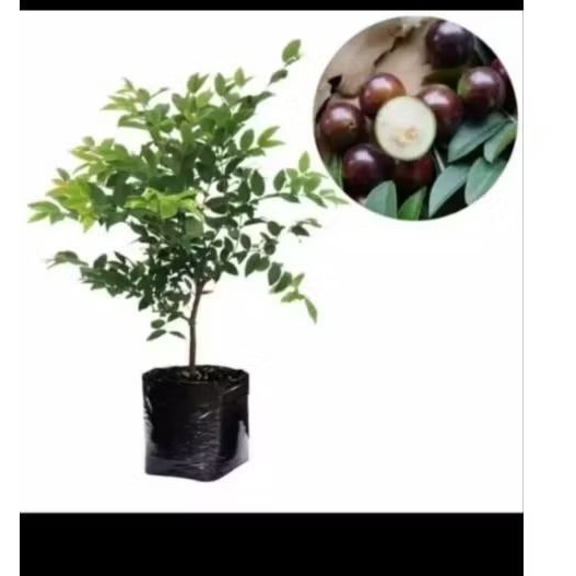Bibit Anggur Freco Brazil