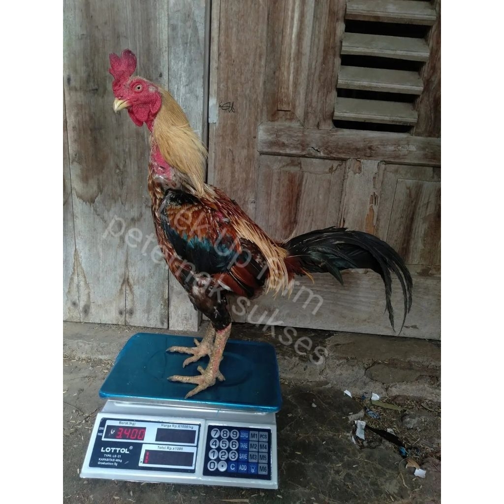 Gratis Ongkir Telur Fertil Ayam Aduan Mangon iq, Pama iq berkualitas