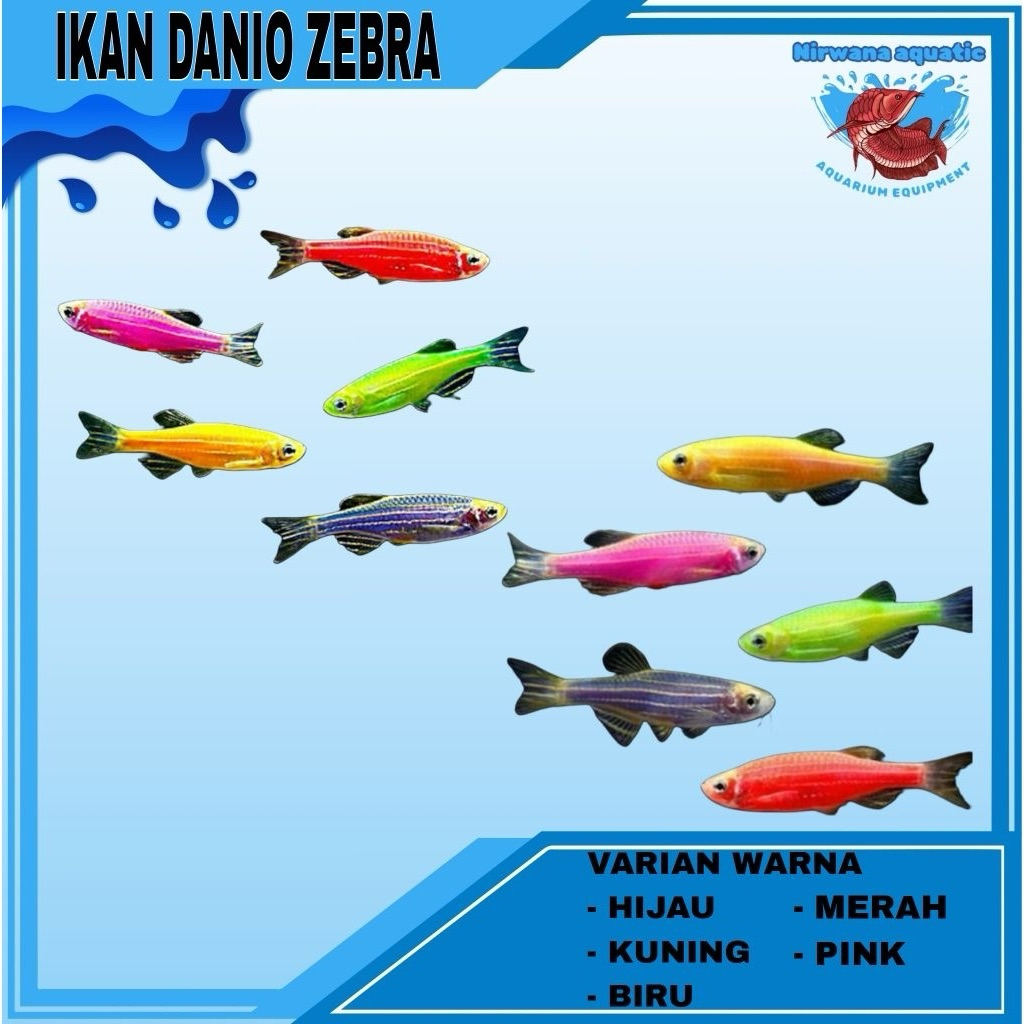 (INSTAN) IKAN DANIO ZEBRA / EKOR (BIRU, MERAH, KUNING, HIJAU, PINK)