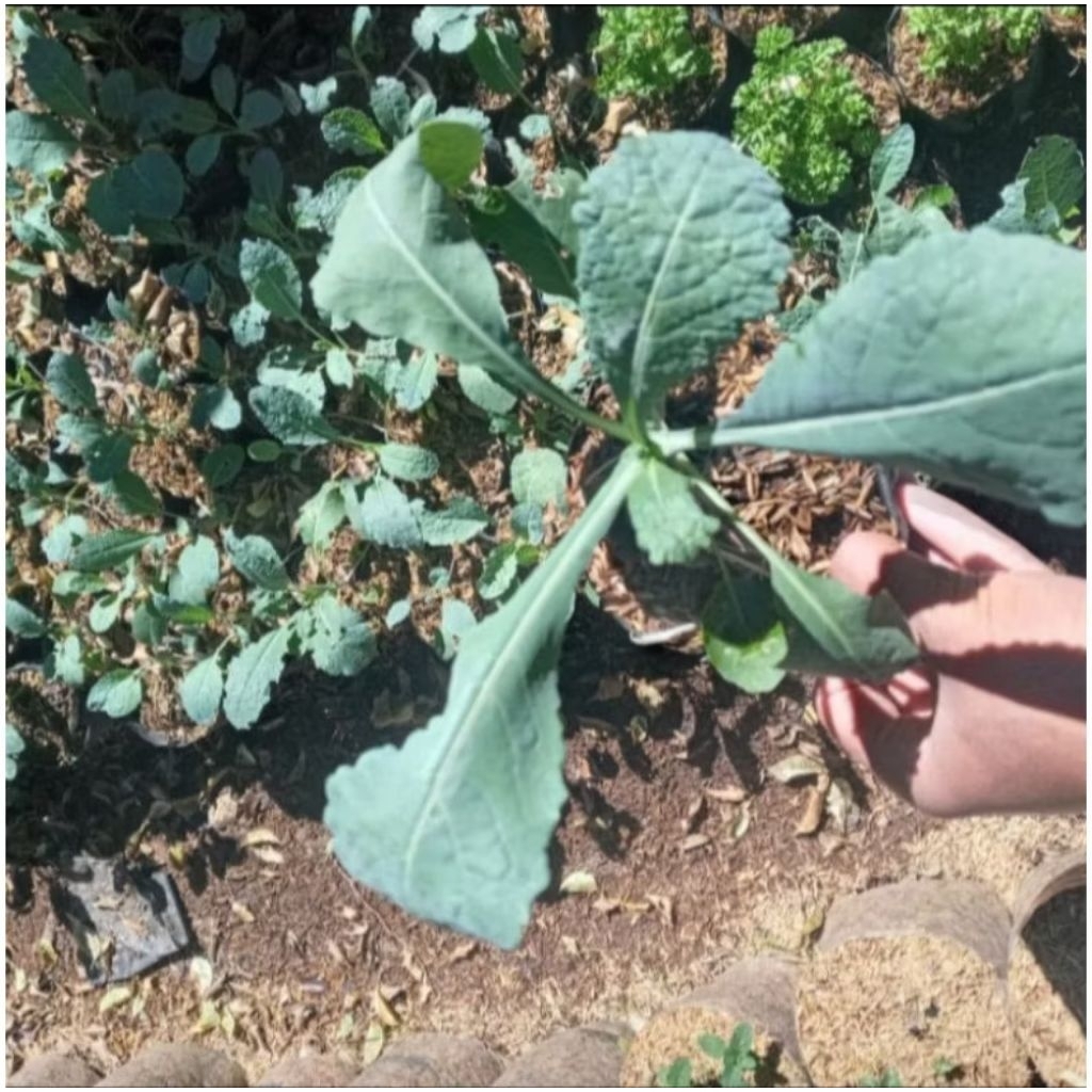 Bibit Kale Nero Segar Siap Tanam