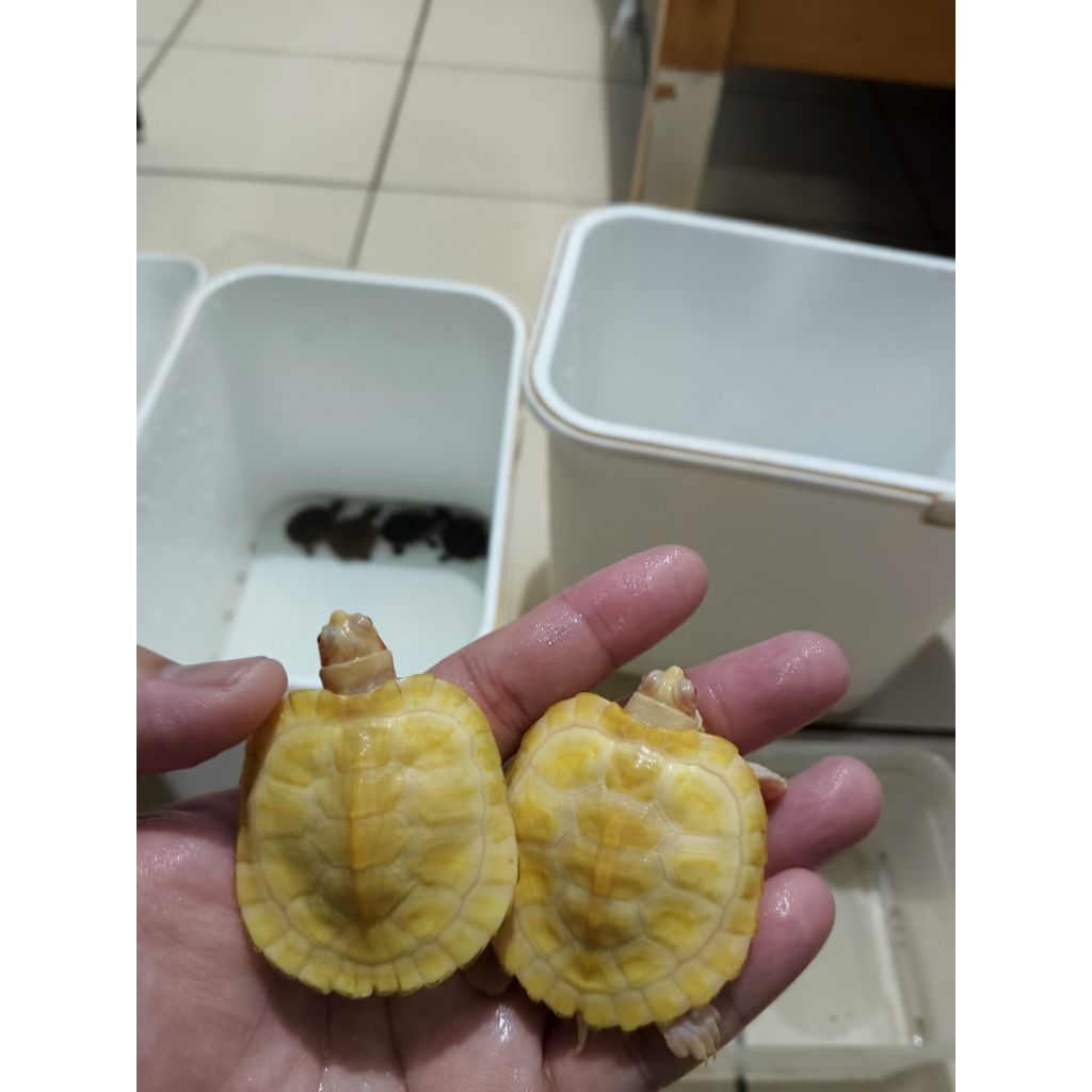 Res albino (resbino) 3-4 cm