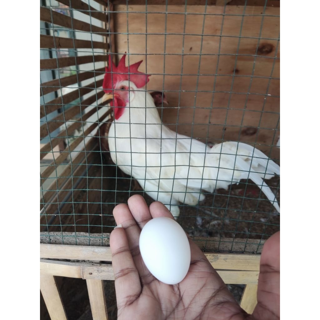 Telur Tetas Ayam White Leghorn