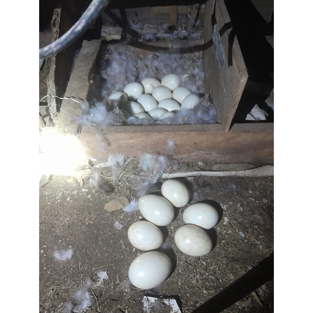 Telur Fertil Entok Ori JUMBO Blitar Untuk Ditetaskan - Entog/Mentok/FERTIL
