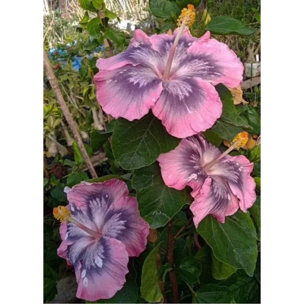 PROMO Tanaman Hias Hibiscus Bunga Sepatu Bangkok Import