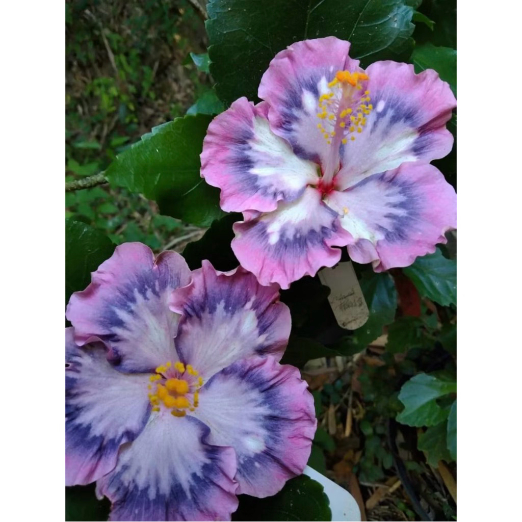 PROMO Tanaman Hias Hibiscus Bunga Sepatu Bangkok Import