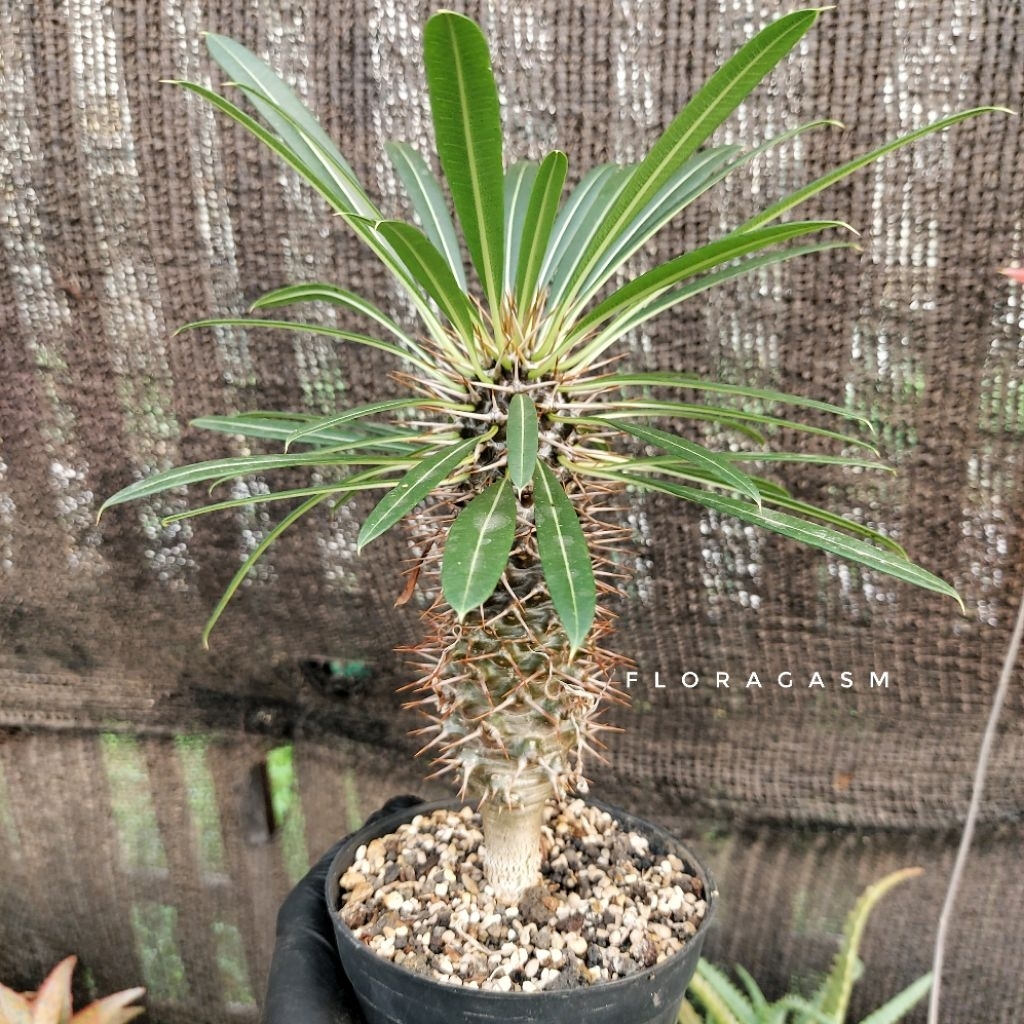 Pachypodium lamerei - Seed grown - Tanaman Hias Dekorasi Rumah dan Taman