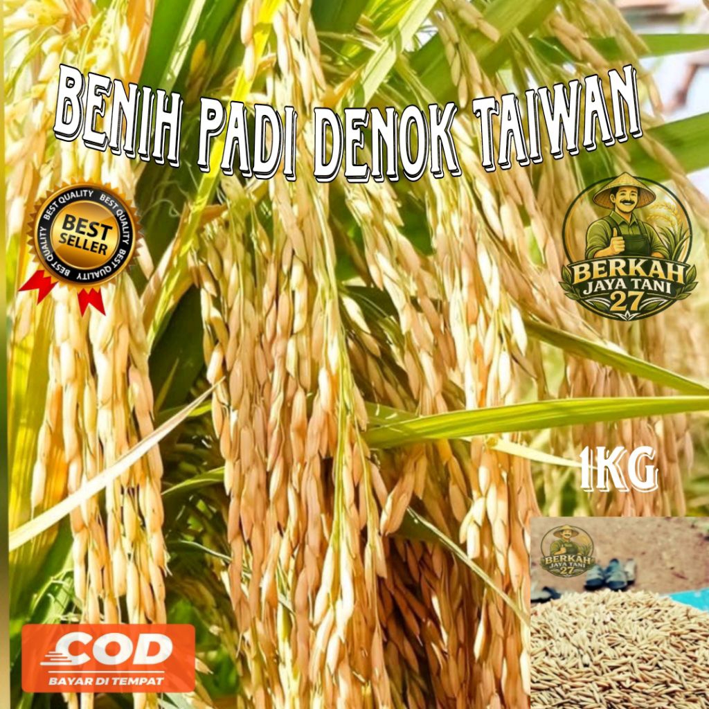 1KG BENIH PADI DENOK TAIWAN BERKUALITAS