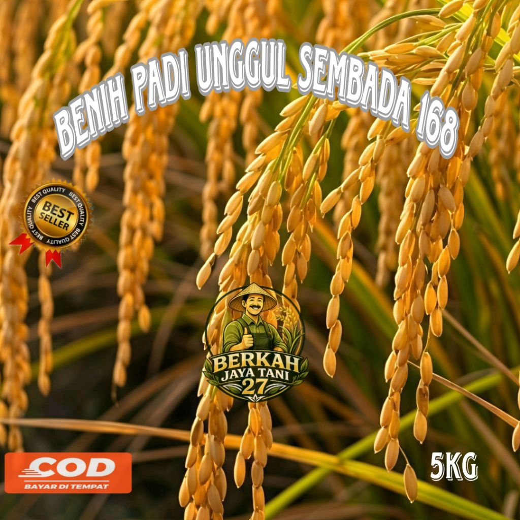 5KG BENIH PADI UNGGUL SEMBADA 168 BERKUALITAS