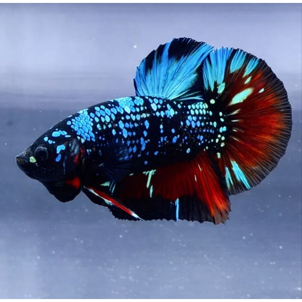Ikan Cupang Plakat