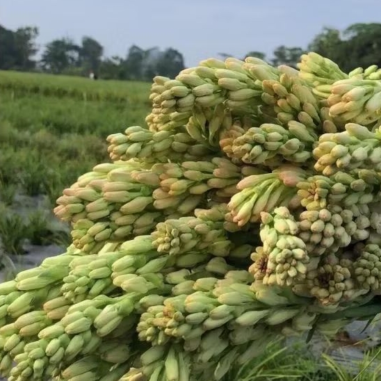 Bunga Sedap Malam Segar Harga Per Tangkai