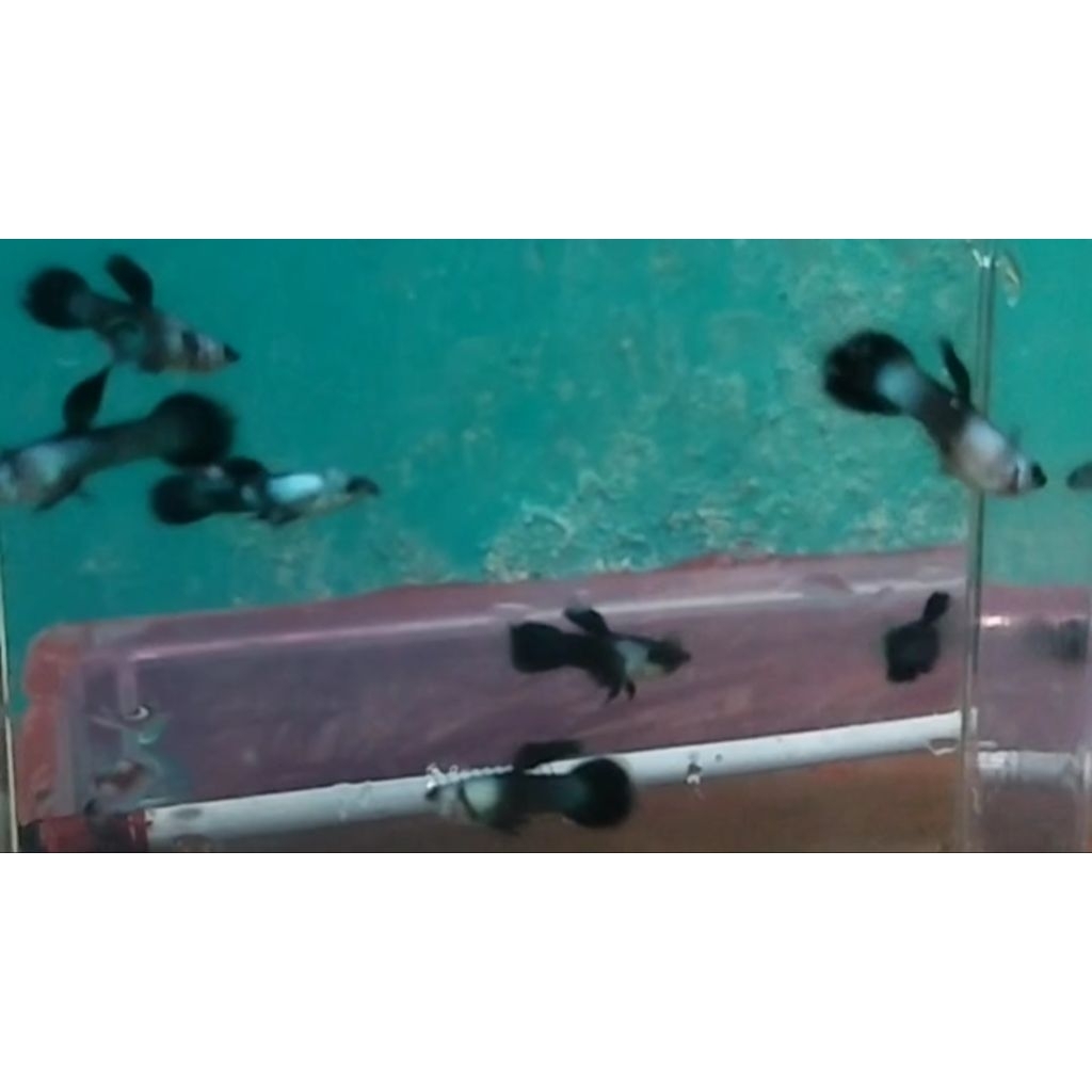 Hiasan aquarium sepasang guppy mini panda