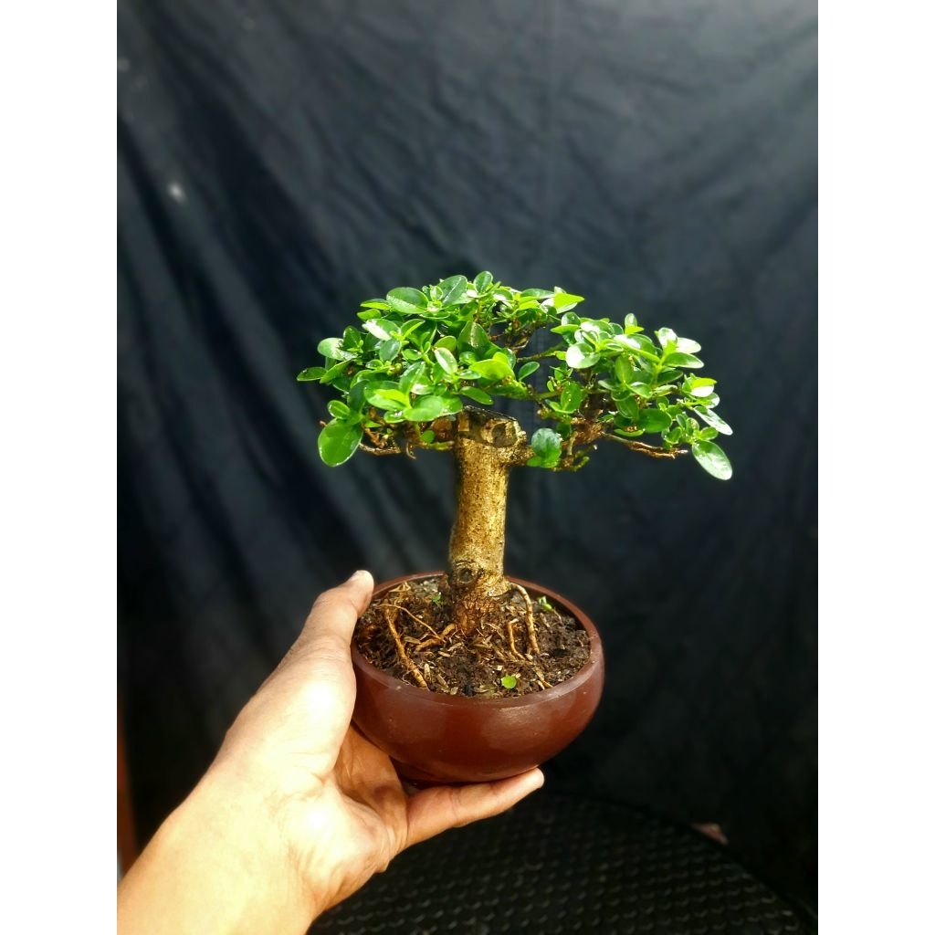 Bonsai Mame Sancang / Bonsai Sancang Mini