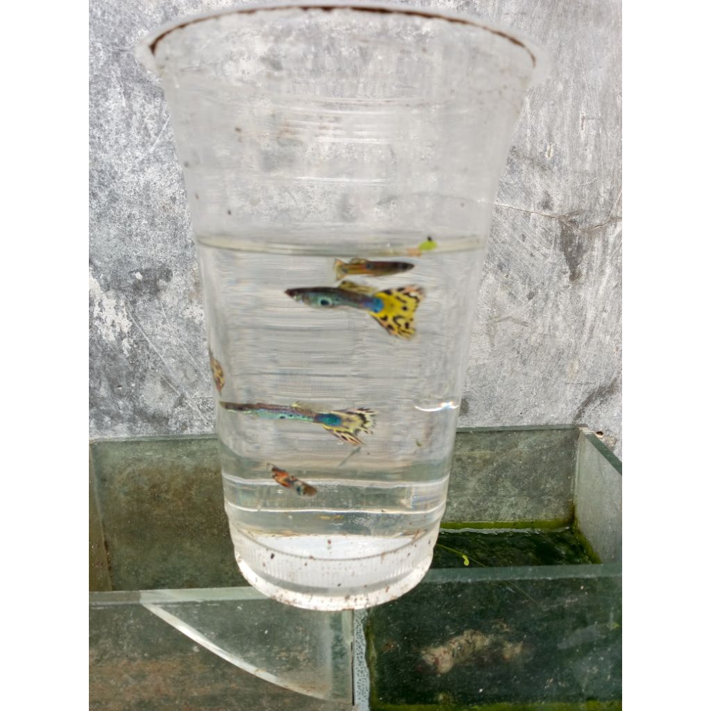 Guppy cobra