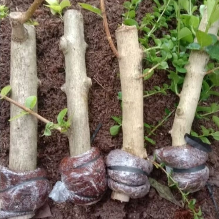 Bahan Bonsai Sancang Turun Cangkok