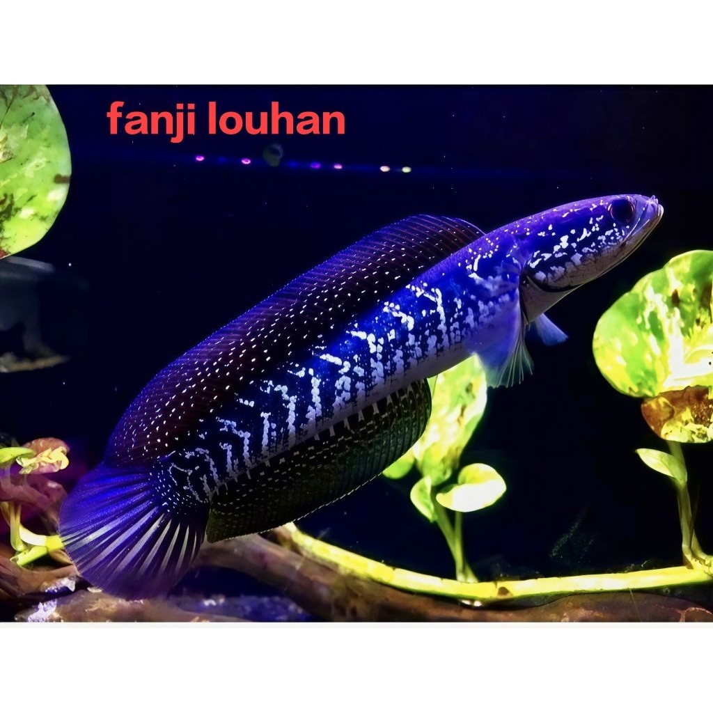 ikan hias predator chana asiatica size 15-17 cm