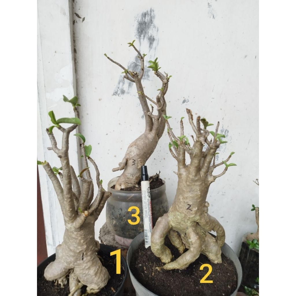 Adenium Arabicum RCN Thaisocotranum