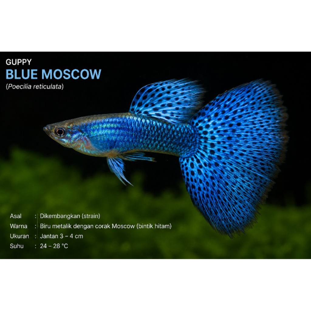 indukan super guppy blue moscow 3 ekor ( 1jantan, 2 betina)