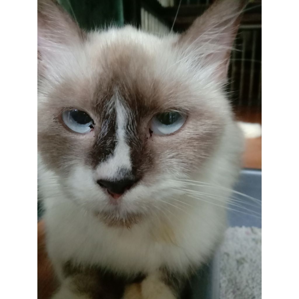 kucing Persia himalaya