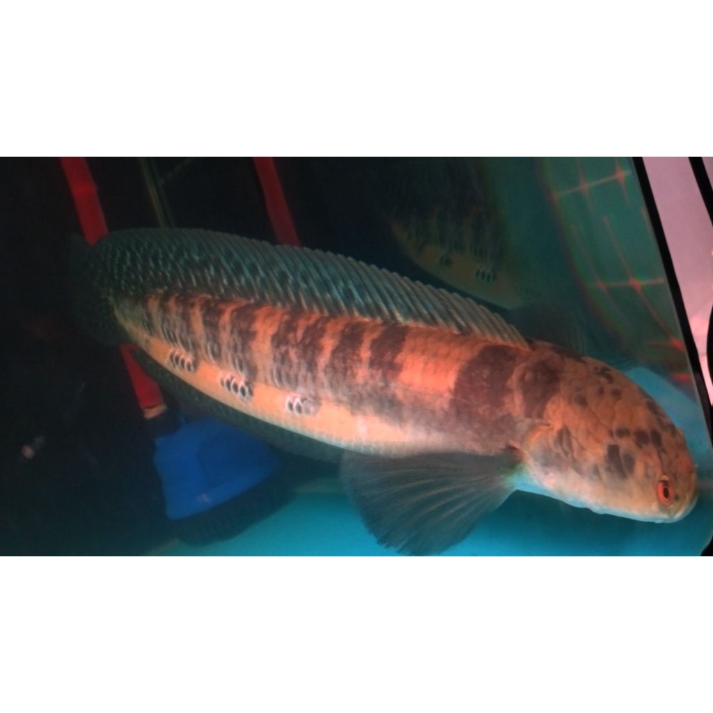 channa maru ys 15cm cabung