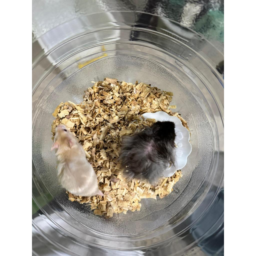 Hamster INDUKAN Syirian / Syiria / Sirian Jinak Siap Kawin