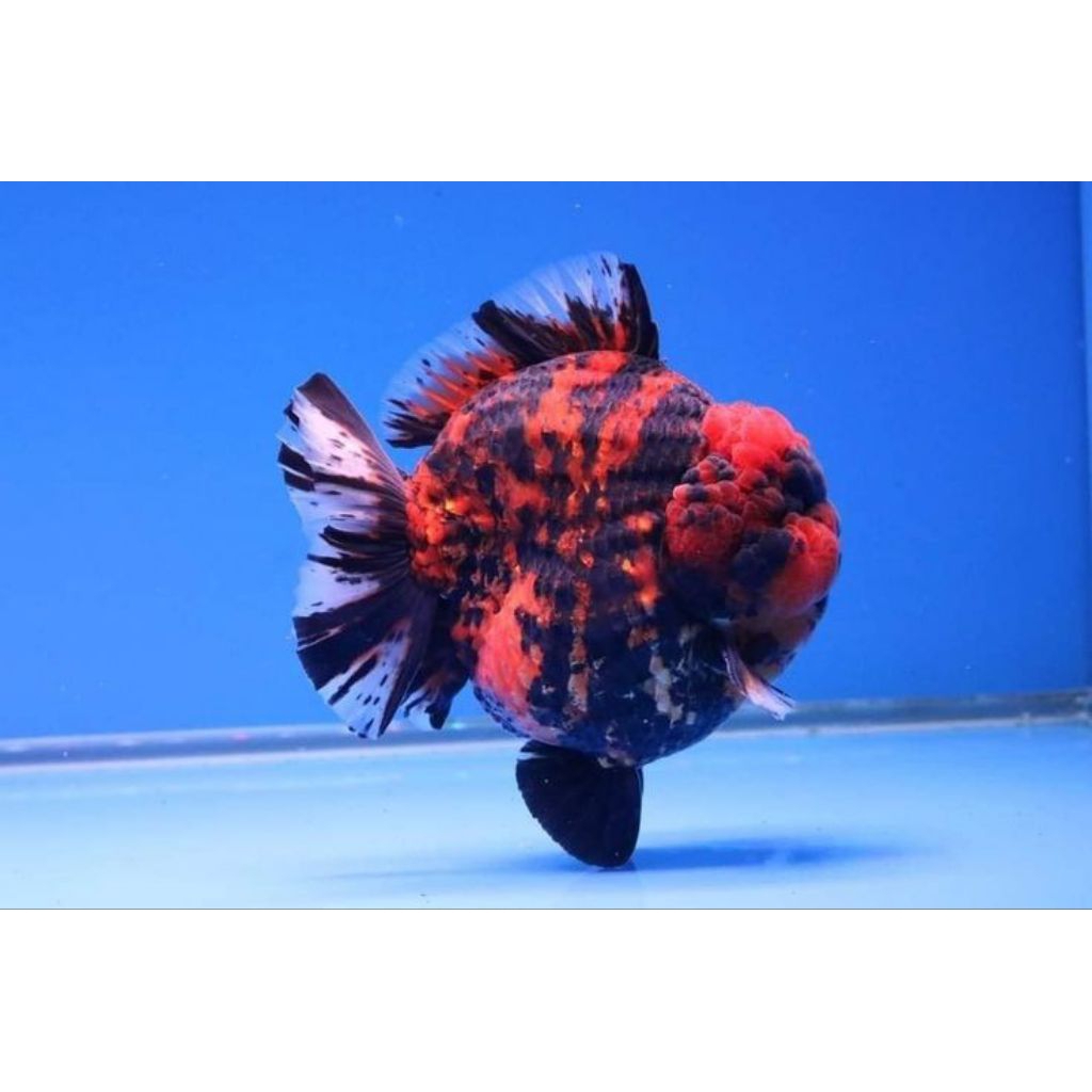 ikan koki oranda tiger short tail