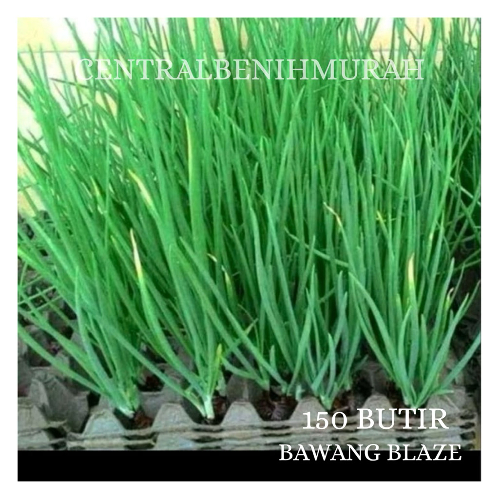 150 BUTIR BENIH TANAMAN DAUN BAWANG BLAZE