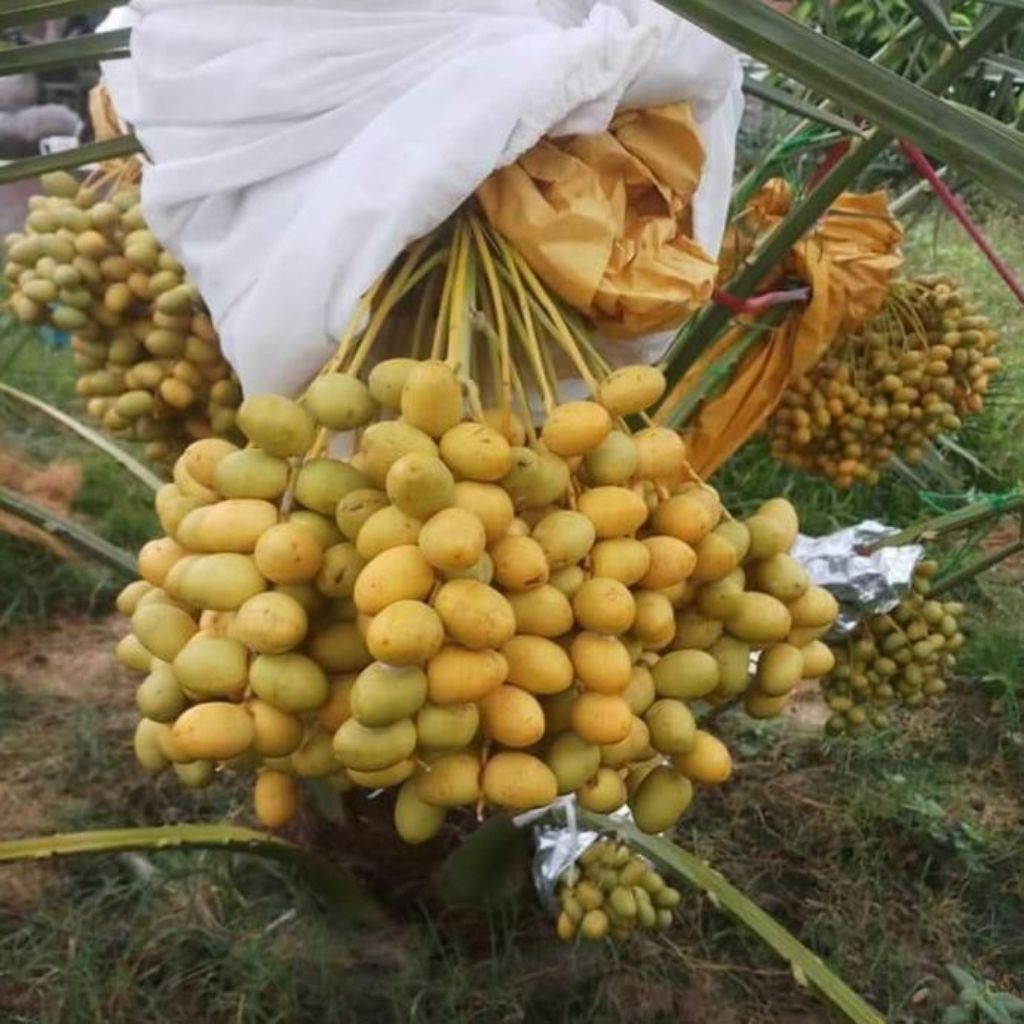 Paket 3 Bibit Tanaman Kurma Tropis Super Unggul (ORIGINAL)
