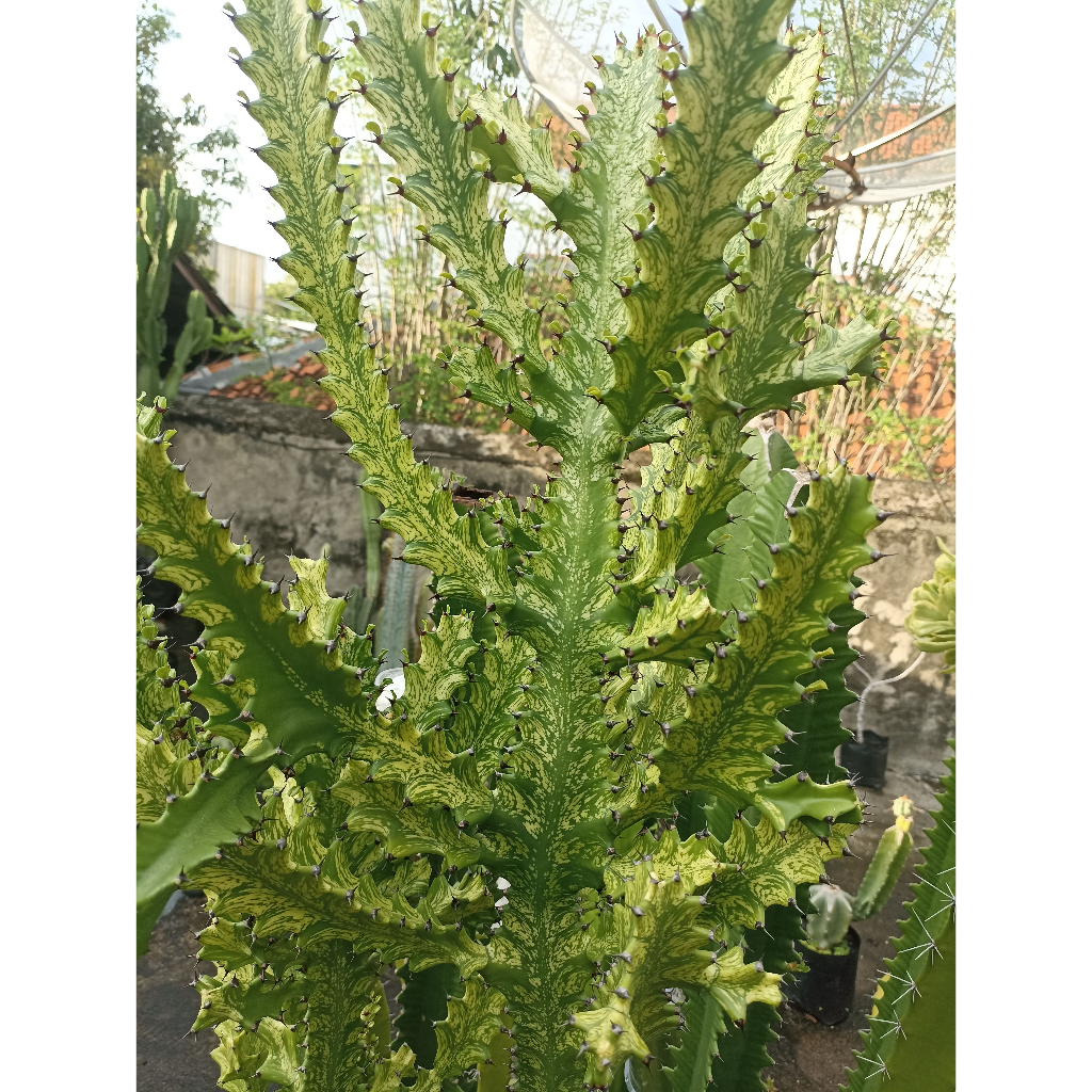 Euphorbia Mayurnathanii Varigata