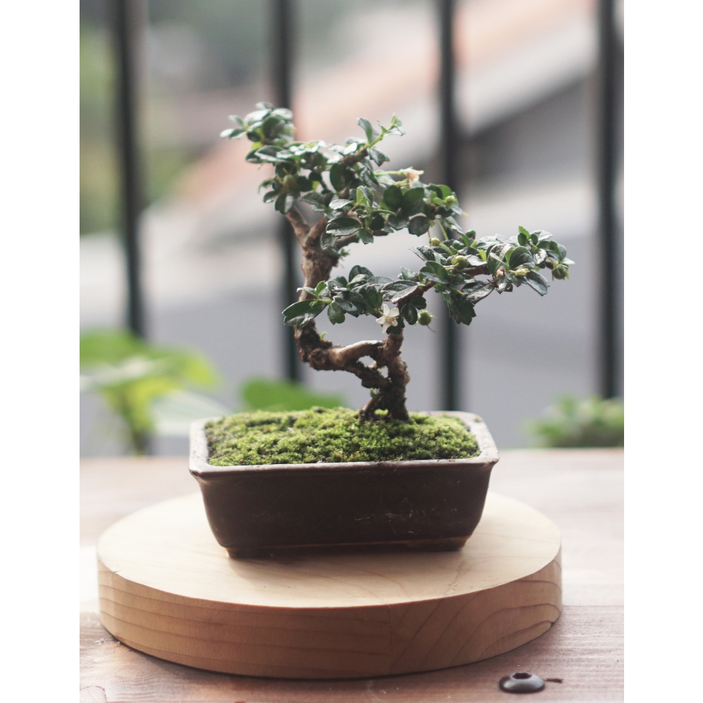 Bonsai Hokianti Mame Siap Pajang