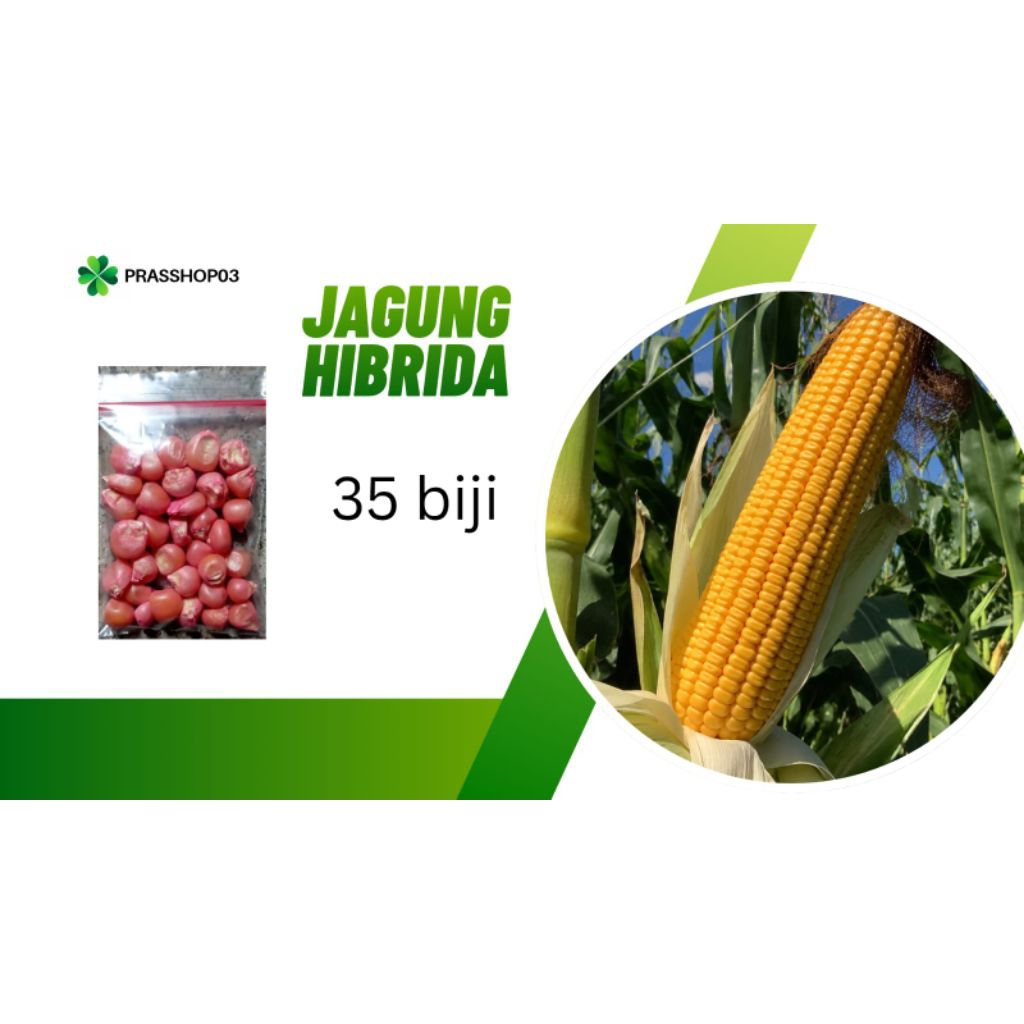 bibit jagung hibrida