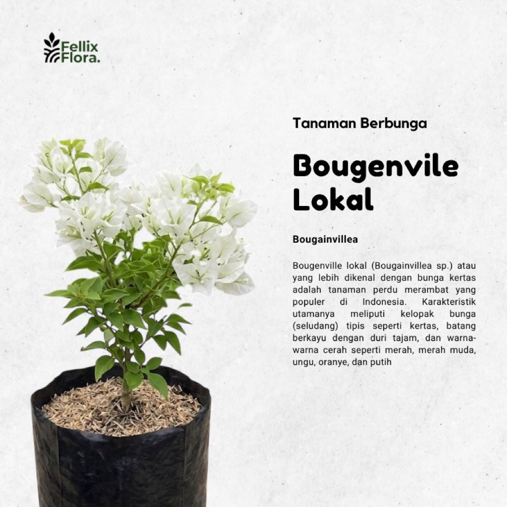 Tanaman hias bunga bougenvillea lokal - bugenvil - tersedia berbagai macam warna