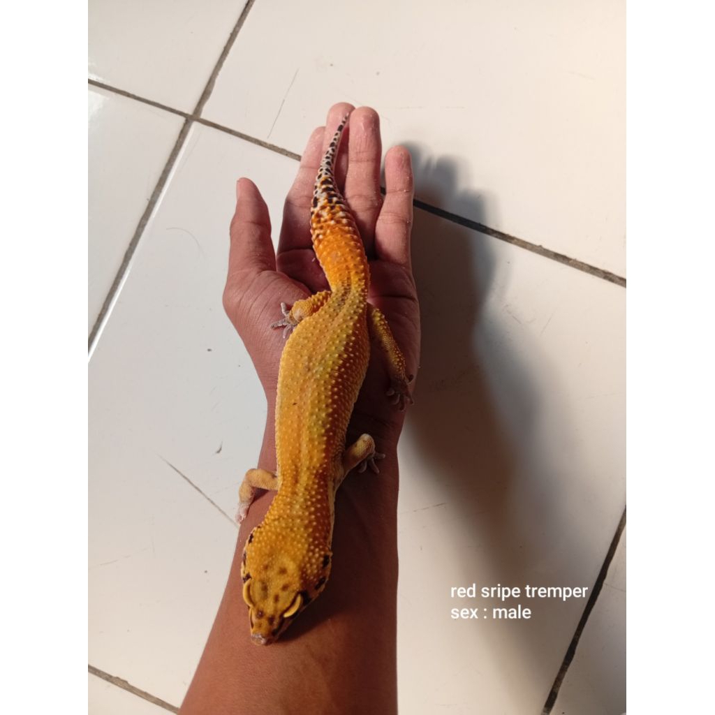 Gecko Leopard Anak sepasang- Random Morph, Kalsium Tambahan