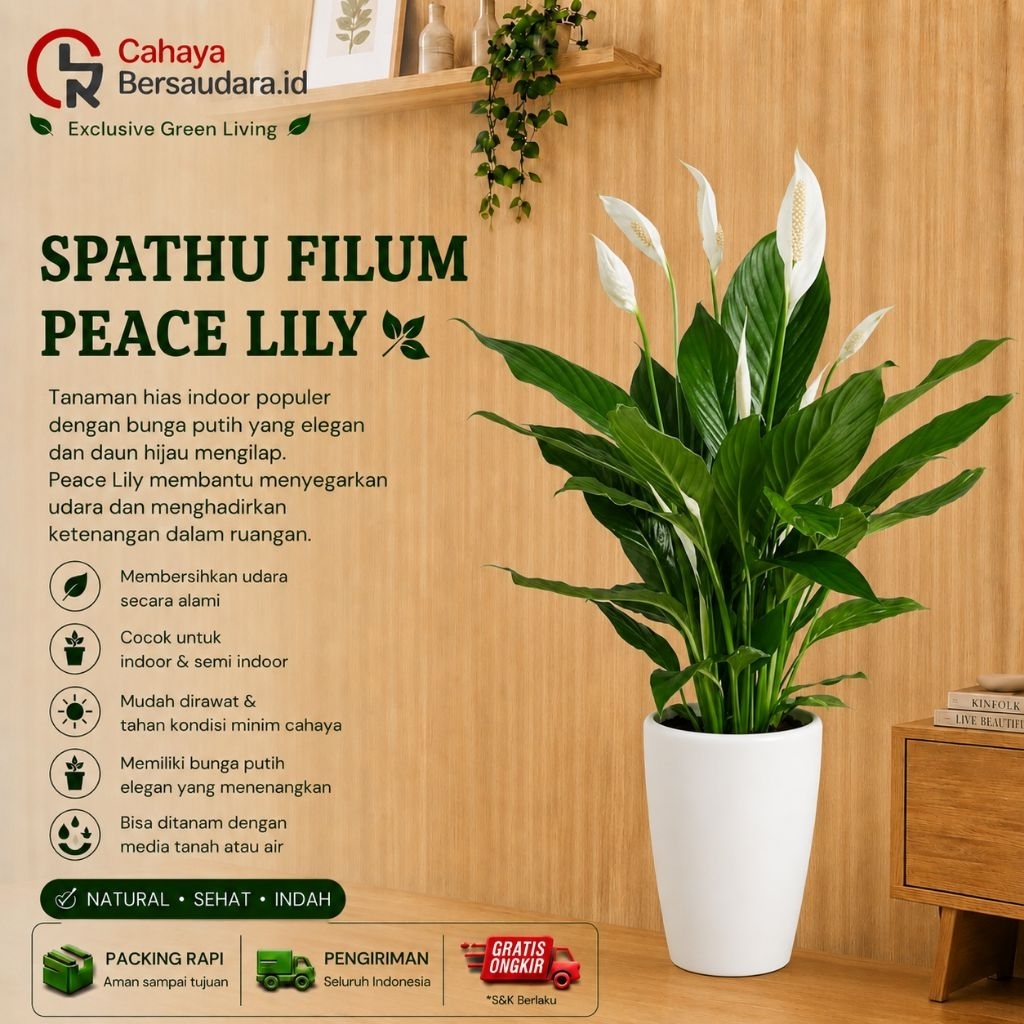 Peace Lily//Spatu Filum Rimbun Tanaman Penghisap Racun Dan Asap Rokok Cocok Untuk Hiasan Ruangan