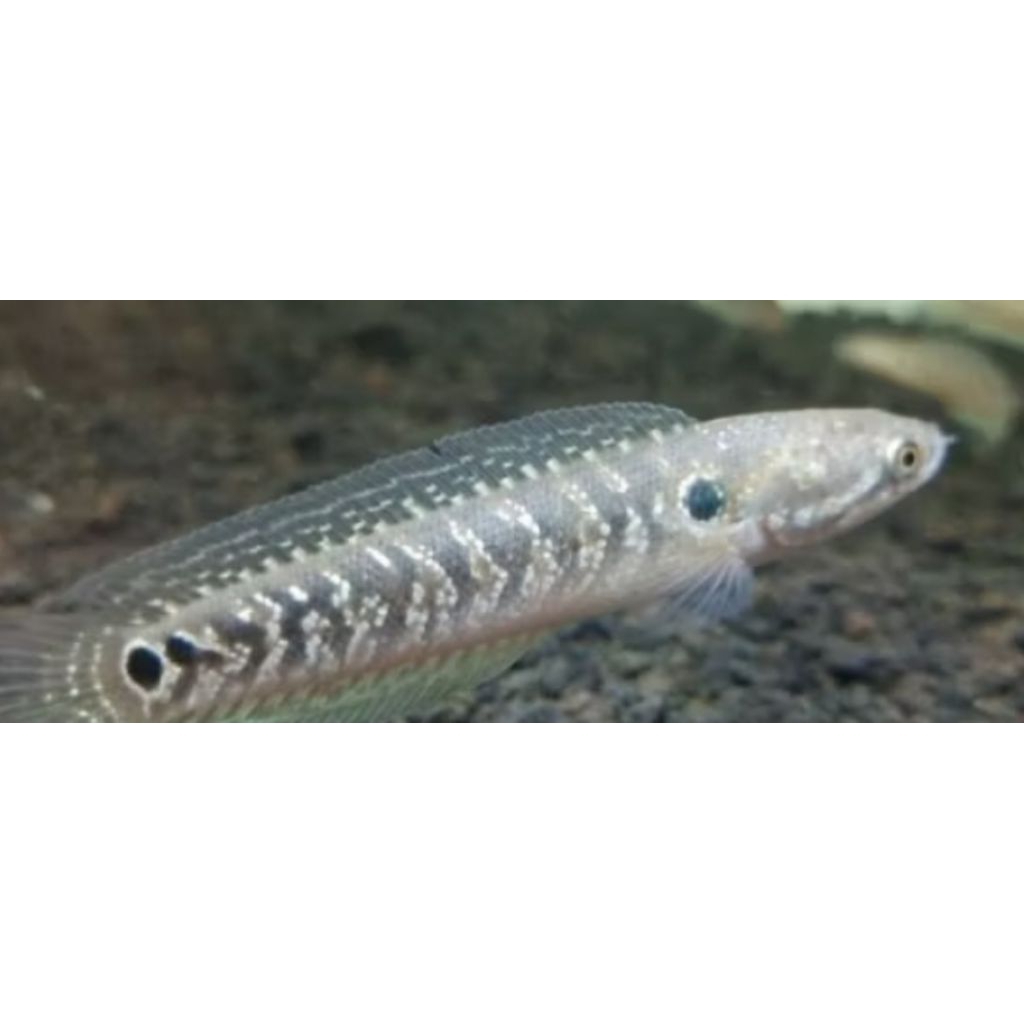 BONUS HYDRILLA + PELLET pembelian 10 ekor harga grosir asiatica pair