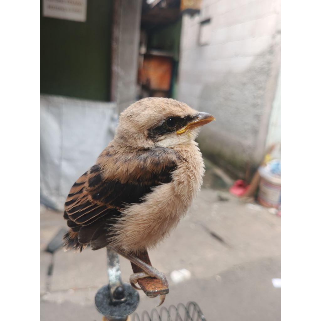 LOLOHAN CENDET SUPER JAWA TIMUR