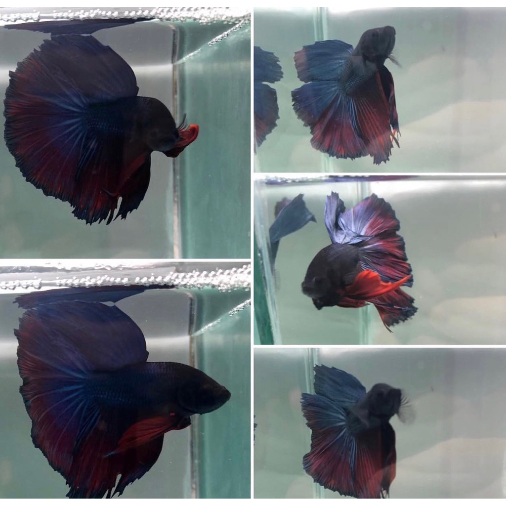 Cupang Halfmoon Black Series genetic Hitam
