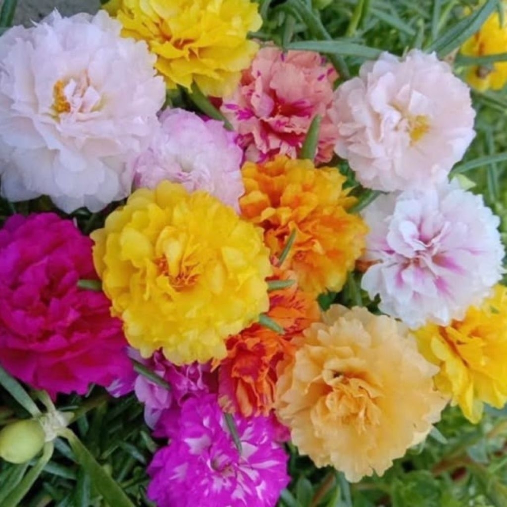 Bibit Tanaman Hias Krokot Mossrose Bunga Tumpuk Warna Warni