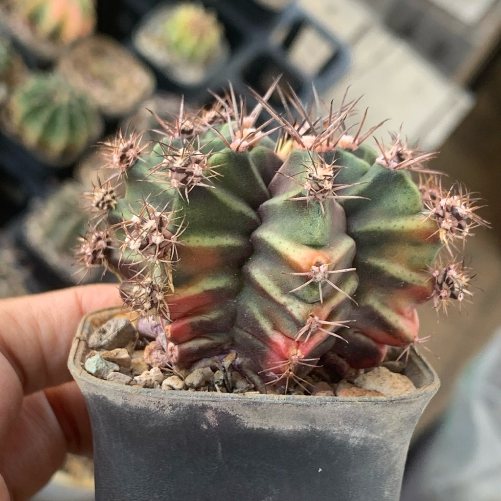f101 Gymnocalycium mihanovichii hybrid gymno id var hybrid varigata kaktus gymno miha var tanaman hi